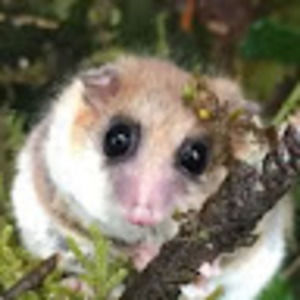 Meet your Posher, Ivey